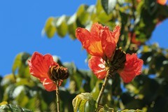 拍摄花卉一（897）