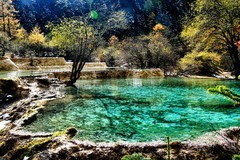 四川阿坝洲黄龙景区彩池雪山风光