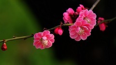 花卉  10