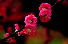 花卉  10