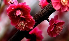 花卉  10