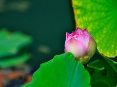 【视觉光影】荷 莲 悦 色（4）