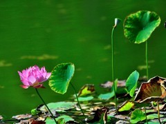 【视觉光影】荷 莲 悦 色（4）