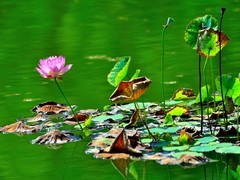 【视觉光影】荷 莲 悦 色（4）