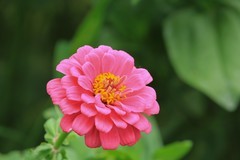 拍摄花卉一（804）