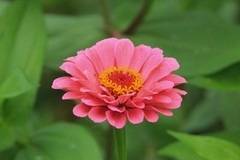 拍摄花卉一（804）