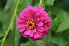 拍摄花卉一（804）