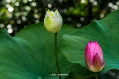 2025荷花（2）