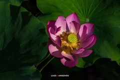 2025荷花（2）