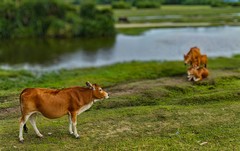 万宁东东澳生态湿地