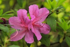 拍摄花卉一（1077）