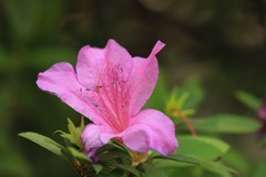 拍摄花卉一（1077）