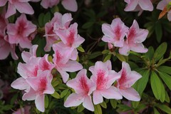 拍摄花卉一（1078）