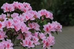 拍摄花卉一（1078）