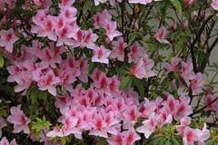 拍摄花卉一（1078）