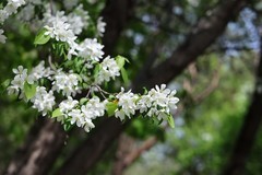 由冷寒  直入夏天    下