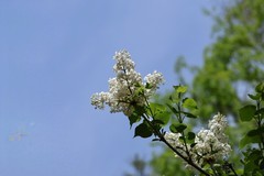 由冷寒  直入夏天    下