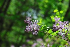 由冷寒  直入夏天    下