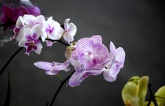 拍花