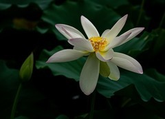 圆明园夏日风情 荷塘荷韵之十八