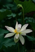 圆明园夏日风情 荷塘荷韵之十八
