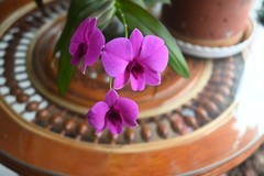 石斛花