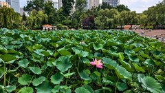 雨 后 荷 塘