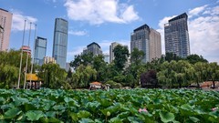 雨 后 荷 塘