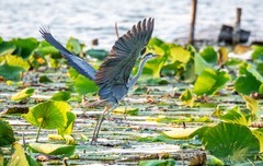 明湖苍鹭（十四）