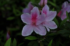 2026花卉植物赏析【11】