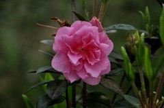 2026花卉植物赏析【11】