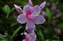 2026花卉植物赏析【11】