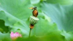 小翠儿荷塘吃红鱼