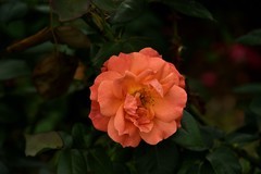 2025花卉植物赏析【24】