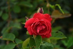 2025花卉植物赏析【24】