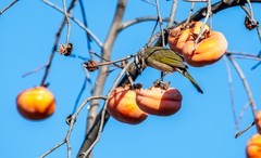 柿子熟了（十二）