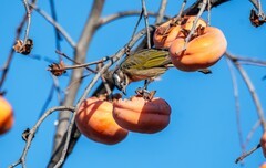 柿子熟了（十二）