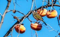 柿子熟了（十二）