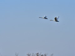 【视觉光影】美 丽 的 大 天 鹅 （49）