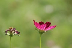 关东百花园（387）——格桑花（2025）