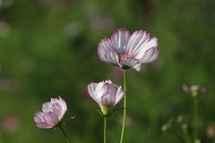 关东百花园（387）——格桑花（2025）