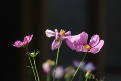 关东百花园（387）——格桑花（2025）