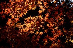 秋日印象【10】