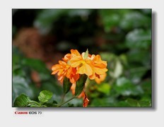 花花草草-5