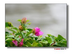 花花草草-5