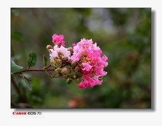 花花草草-5