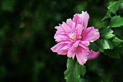 2026190 木 槿 花