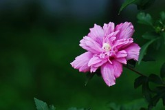 2026190 木 槿 花