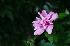 2026190 木 槿 花