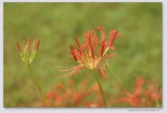 石蒜花【丙午年-319】
